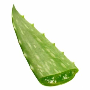 Aloe Vera Leaf Aloe Vera Leaf