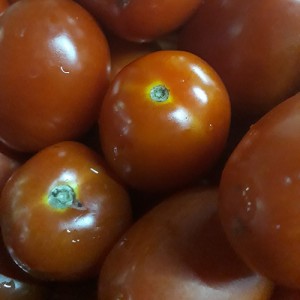 Tomatoes - Per Kg Tomatoes - Per Kg